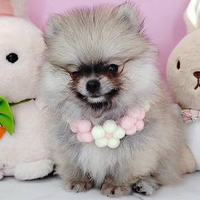 Pomeranian