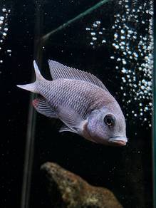 Venustus Cichlid
