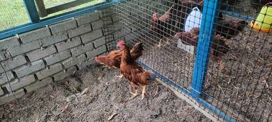 Ayam Jantan RIR