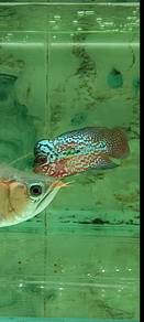 flawerhon 