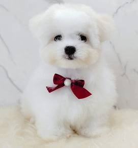 Maltipoo