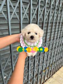 Bichonpoo (M/F)