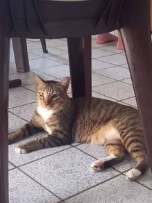 Kucing tempatan untuk dijual