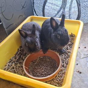 Adopt WANT TO REHOME BONDED PAIR