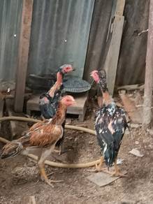 ayam gano ori