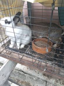 sepasang lionhead 