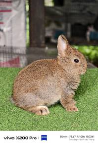 Mini Dwarf Rabbit (ND)