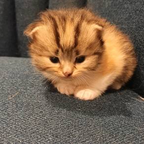 GOLDEN TABBY & WHITE LONGHAIR  PERSIAN ANGORA mix