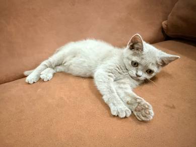 fawn bsh