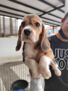Beagle puppies