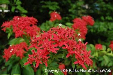 Carphalea Kirondron / Rubia / Flaming Beauty