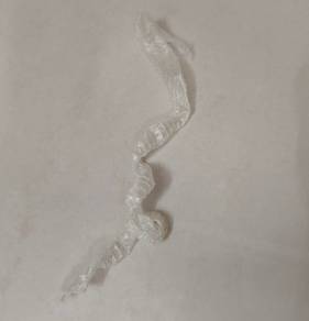 Corn Snake Skin