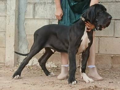 Great Dane