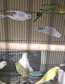 burung budgie / baji