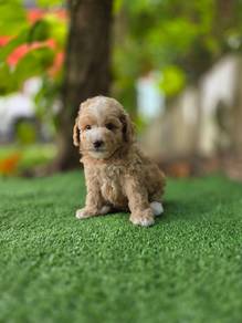 Maltipoo 9