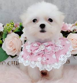 Maltese