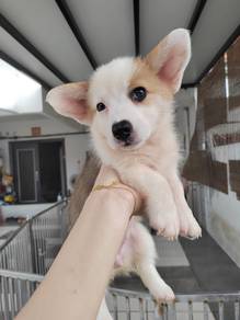 Corgi