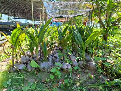 Anak pokok Kelapa Pandan.