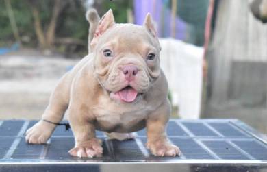 AMERICAN BULLY PUPPIES D45 🐻 Exotic Male Female