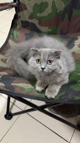 Kucing Baka British Long Hair