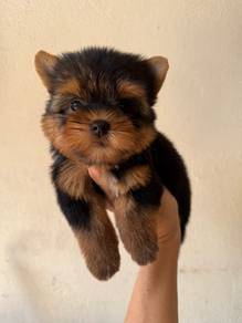 Yorkshire terrier girl