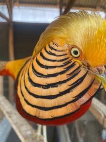 burung kuang