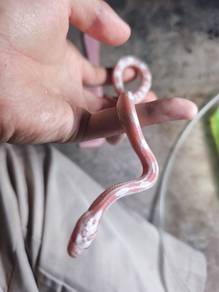 cornsnake snow