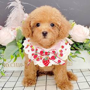 Poodle toy