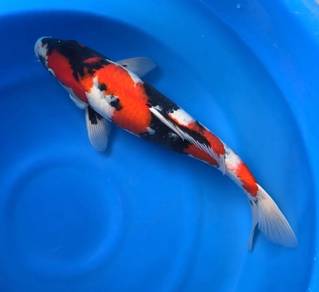 Japan Koi 