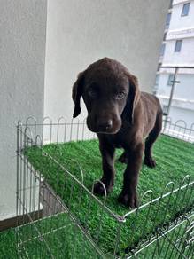 chocolate Labrador10