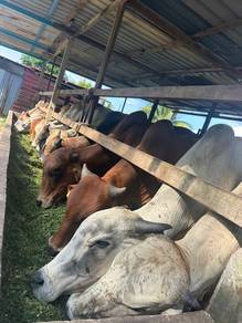 Lembu Korban 