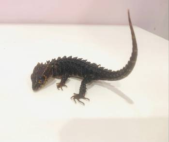 Red Eye Crocodile Skink