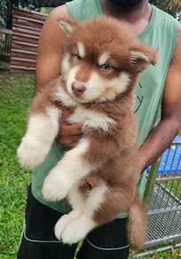 Siberian Husky Puppy