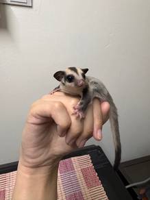 Sugar Gliders
