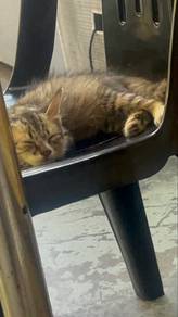 kitten for adoption