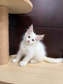 mainecoon kitten