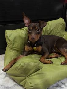 Miniature Pinscher