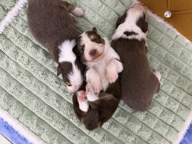 Chocolate Tri Broder Collie