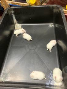 campbell albino
