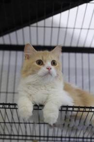 Domestic Long Hair Female Red Bicolour