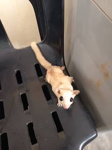 Sugar glider leucistic betina dewasa
