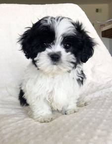 Borky Shih Tzu Lion Maltese Pekingese Baby Puppy
