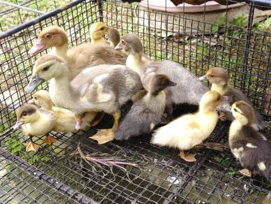 Itik serati lavender