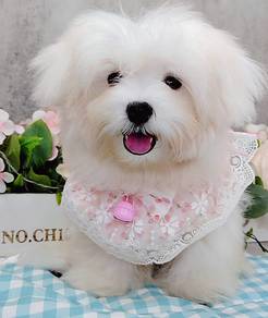 Maltipoo