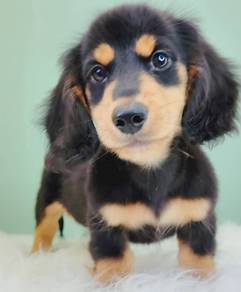 Dachshund