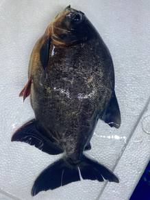 ikan pacu 10 inci