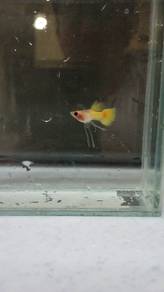 guppy