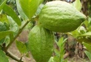 Benih Limau Pagar