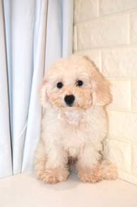 J0260 Maltichon Teddy Bear Look Puppy