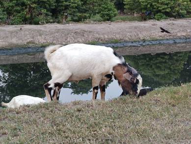Kambing Kampung Jantan 